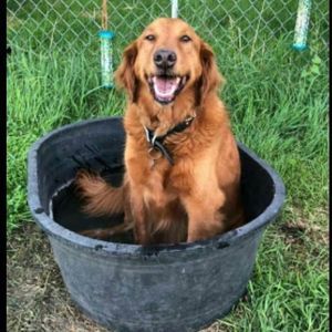 Meet your Posher, Shelby